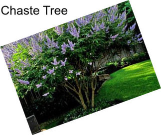 Chaste Tree