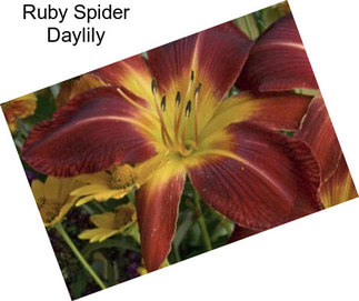 Ruby Spider Daylily