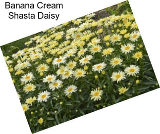 Banana Cream Shasta Daisy