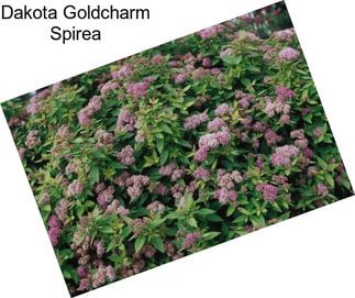 Dakota Goldcharm Spirea