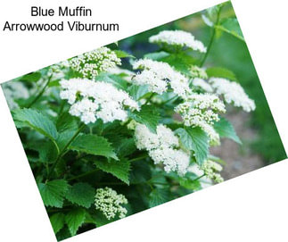 Blue Muffin Arrowwood Viburnum