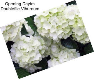 Opening Daytm Doublefile Viburnum