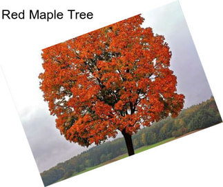 Red Maple Tree