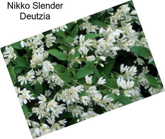 Nikko Slender Deutzia