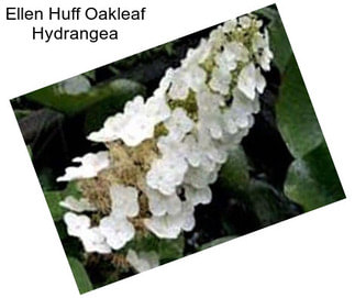 Ellen Huff Oakleaf Hydrangea