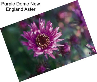 Purple Dome New England Aster