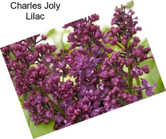 Charles Joly Lilac