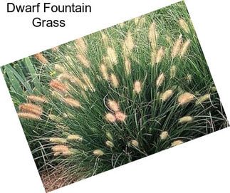 Dwarf Fountain Grass