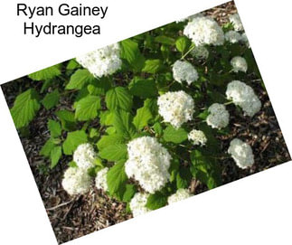 Ryan Gainey Hydrangea