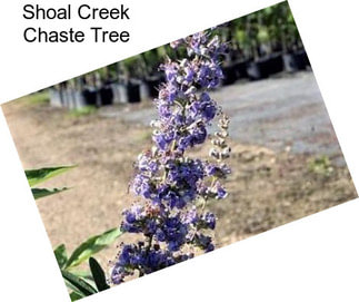 Shoal Creek Chaste Tree