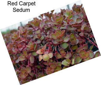Red Carpet Sedum