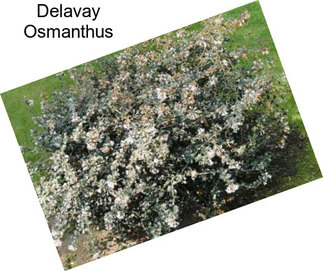 Delavay Osmanthus