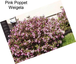 Pink Poppet Weigela