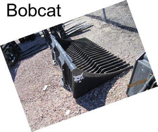 Bobcat