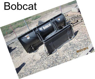 Bobcat