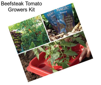 Beefsteak Tomato Growers Kit