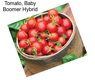 Tomato, Baby Boomer Hybrid