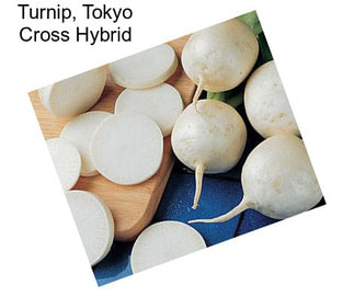 Turnip, Tokyo Cross Hybrid