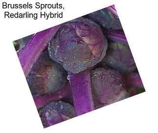 Brussels Sprouts, Redarling Hybrid