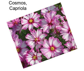Cosmos, Capriola