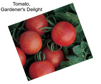 Tomato, Gardener\'s Delight