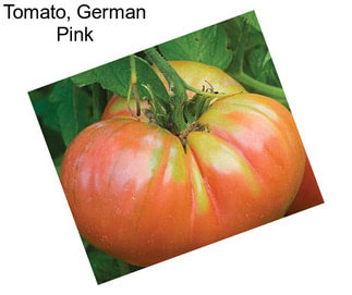 Tomato, German Pink