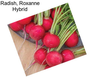 Radish, Roxanne Hybrid