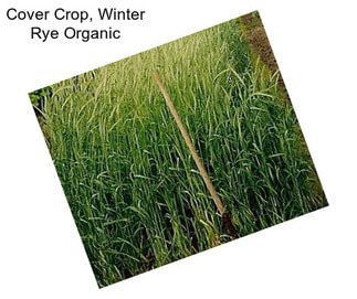 Cover Crop, Winter Rye Organic