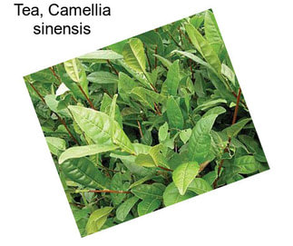Tea, Camellia sinensis