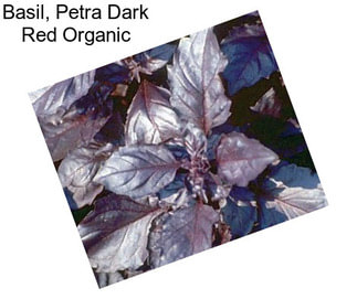Basil, Petra Dark Red Organic