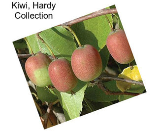 Kiwi, Hardy Collection