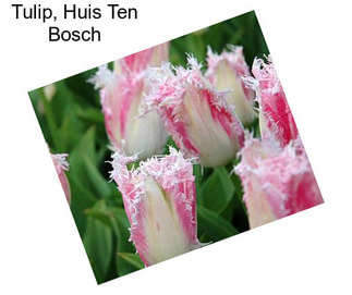 Tulip, Huis Ten Bosch