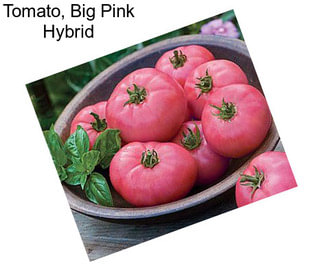 Tomato, Big Pink Hybrid