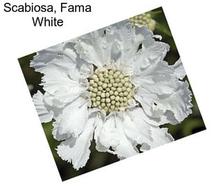 Scabiosa, Fama White