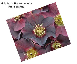 Hellebore, Honeymoontm Rome in Red