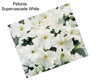 Petunia, Supercascade White