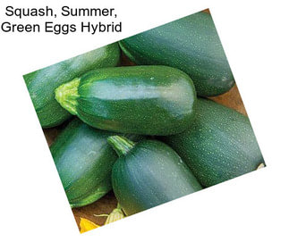 Squash, Summer, Green Eggs Hybrid