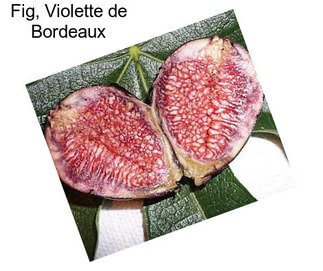 Fig, Violette de Bordeaux
