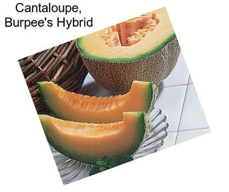 Cantaloupe, Burpee\'s Hybrid