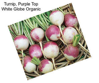 Turnip, Purple Top White Globe Organic