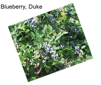 Blueberry, Duke