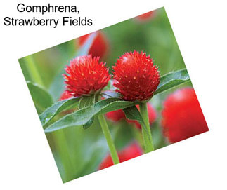 Gomphrena, Strawberry Fields