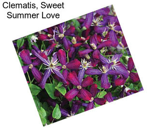 Clematis, Sweet Summer Love