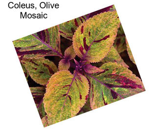 Coleus, Olive Mosaic