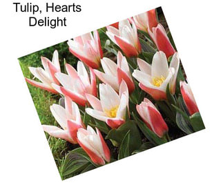 Tulip, Hearts Delight