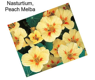 Nasturtium, Peach Melba