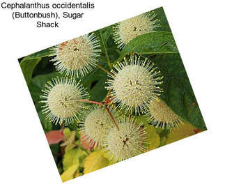 Cephalanthus occidentalis (Buttonbush), Sugar Shack
