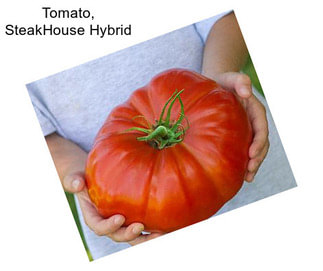 Tomato, SteakHouse Hybrid