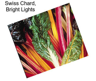 Swiss Chard, Bright Lights