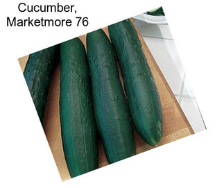 Cucumber, Marketmore 76